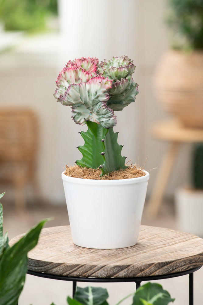 Mélange De 2 Euphorbia Lactea – Plante D’Intérieur