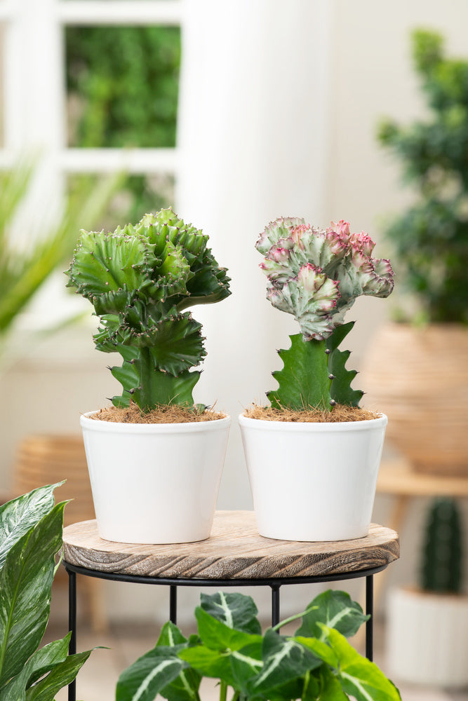 Mélange De 2 Euphorbia Lactea – Plante D’Intérieur