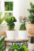 Mélange De 2 Euphorbia Lactea – Plante D’Intérieur