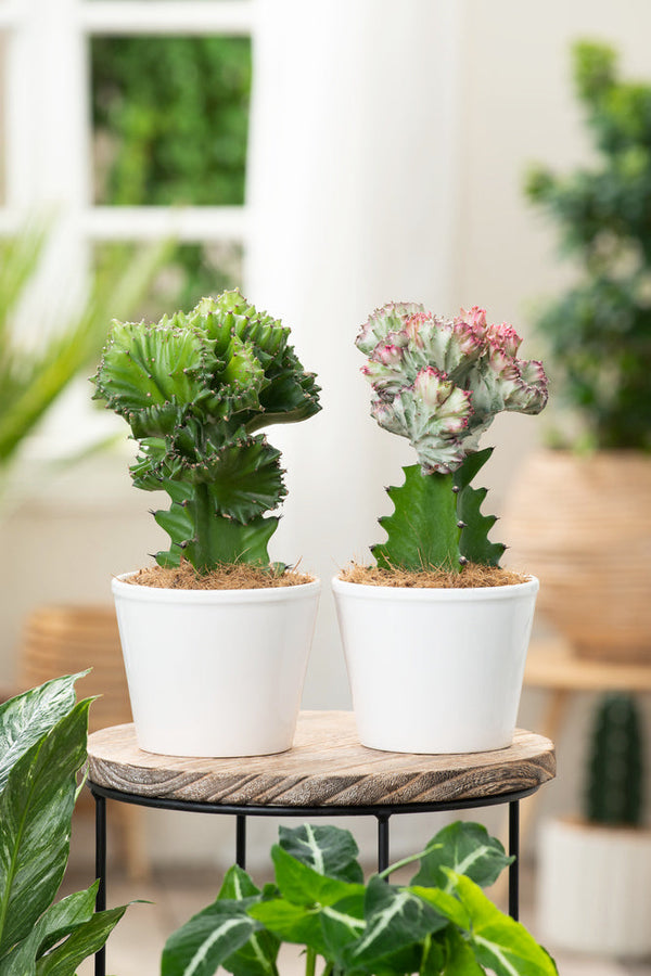 Mélange De 2 Euphorbia Lactea – Plante D’Intérieur