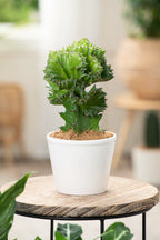 Mélange De 2 Euphorbia Lactea – Plante D’Intérieur