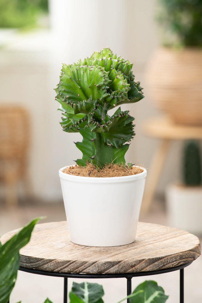 Mélange De 2 Euphorbia Lactea – Plante D’Intérieur