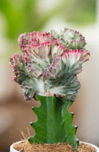 Mélange De 2 Euphorbia Lactea – Plante D’Intérieur