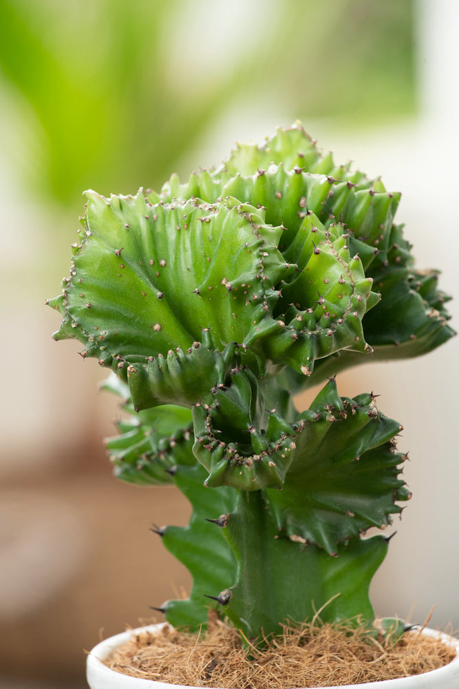 Mélange De 2 Euphorbia Lactea – Plante D’Intérieur