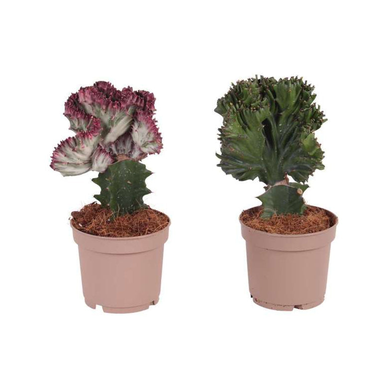 Mélange De 2 Euphorbia Lactea – Plante D’Intérieur