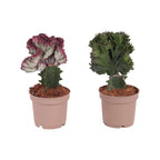 Mélange De 2 Euphorbia Lactea – Plante D’Intérieur