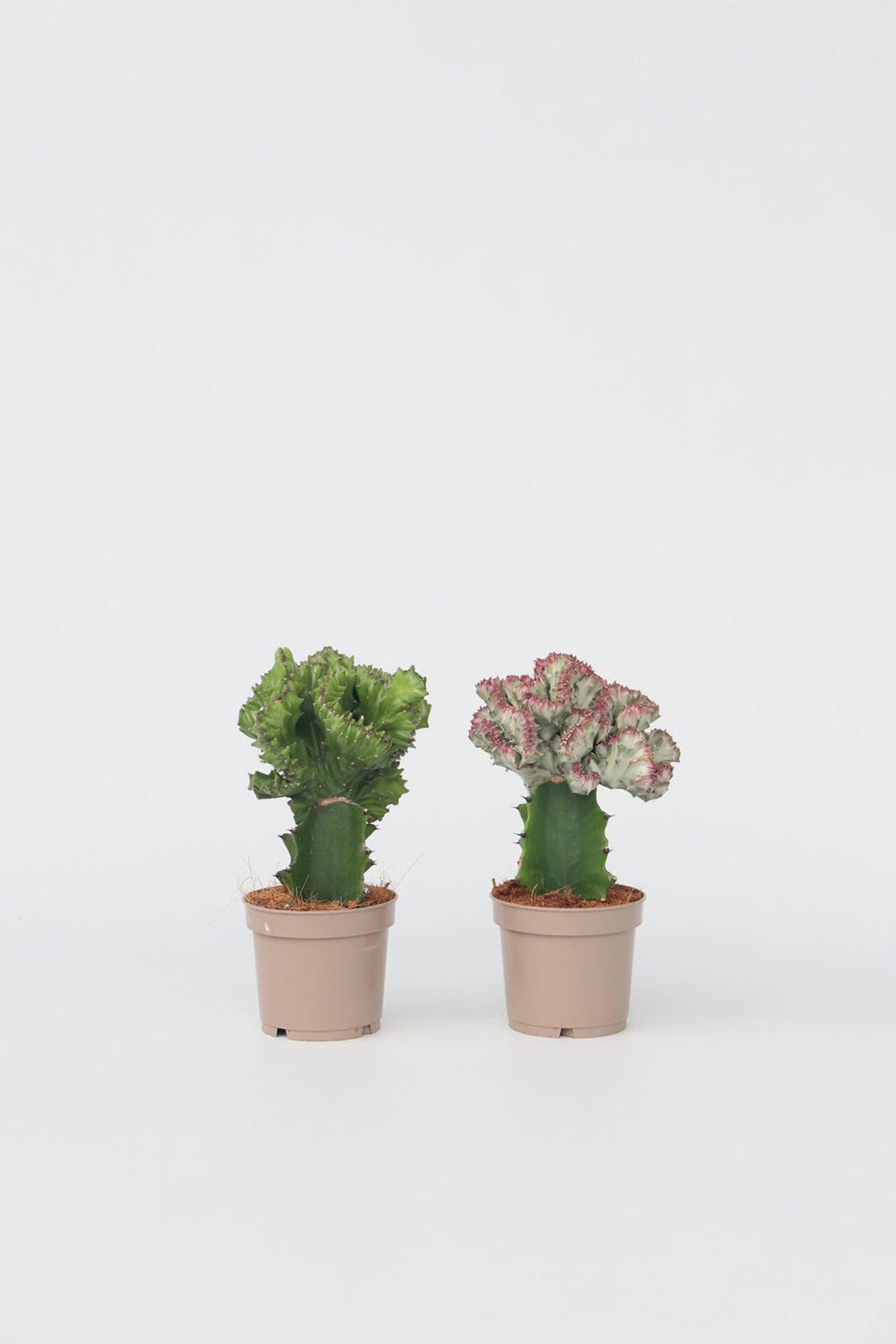 Mélange 2 Euphorbia Lactea - Plantes D'Intérieur