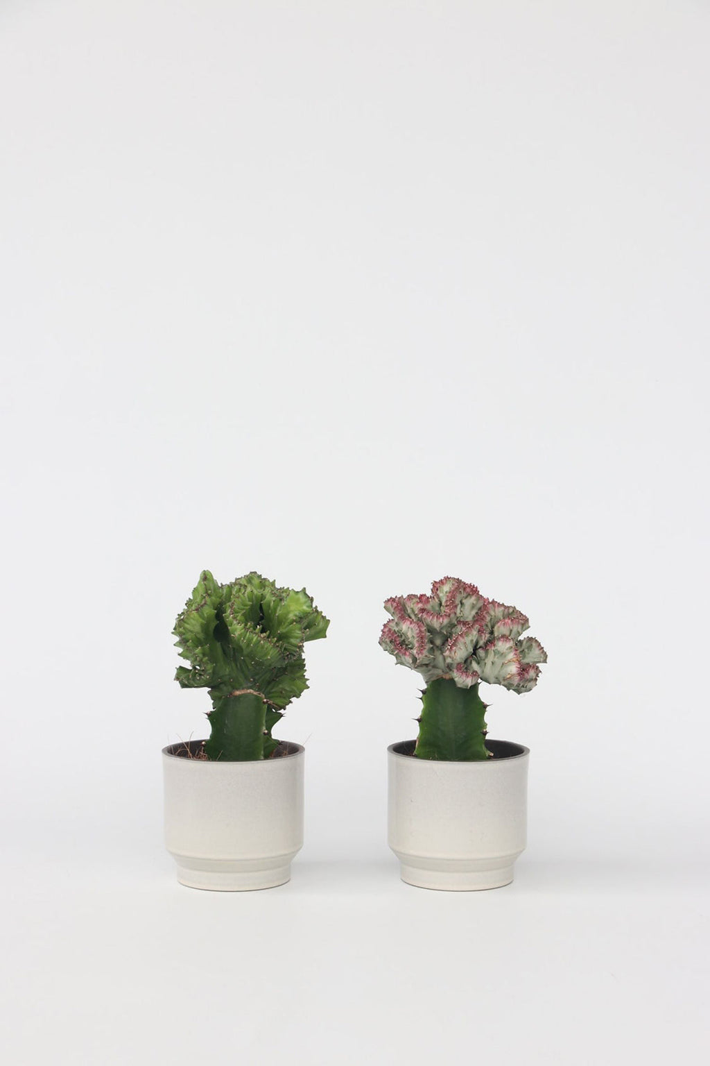 Mélange 2 Euphorbia Lactea - Plantes D'Intérieur