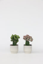 Mélange 2 Euphorbia Lactea - Plantes D'Intérieur