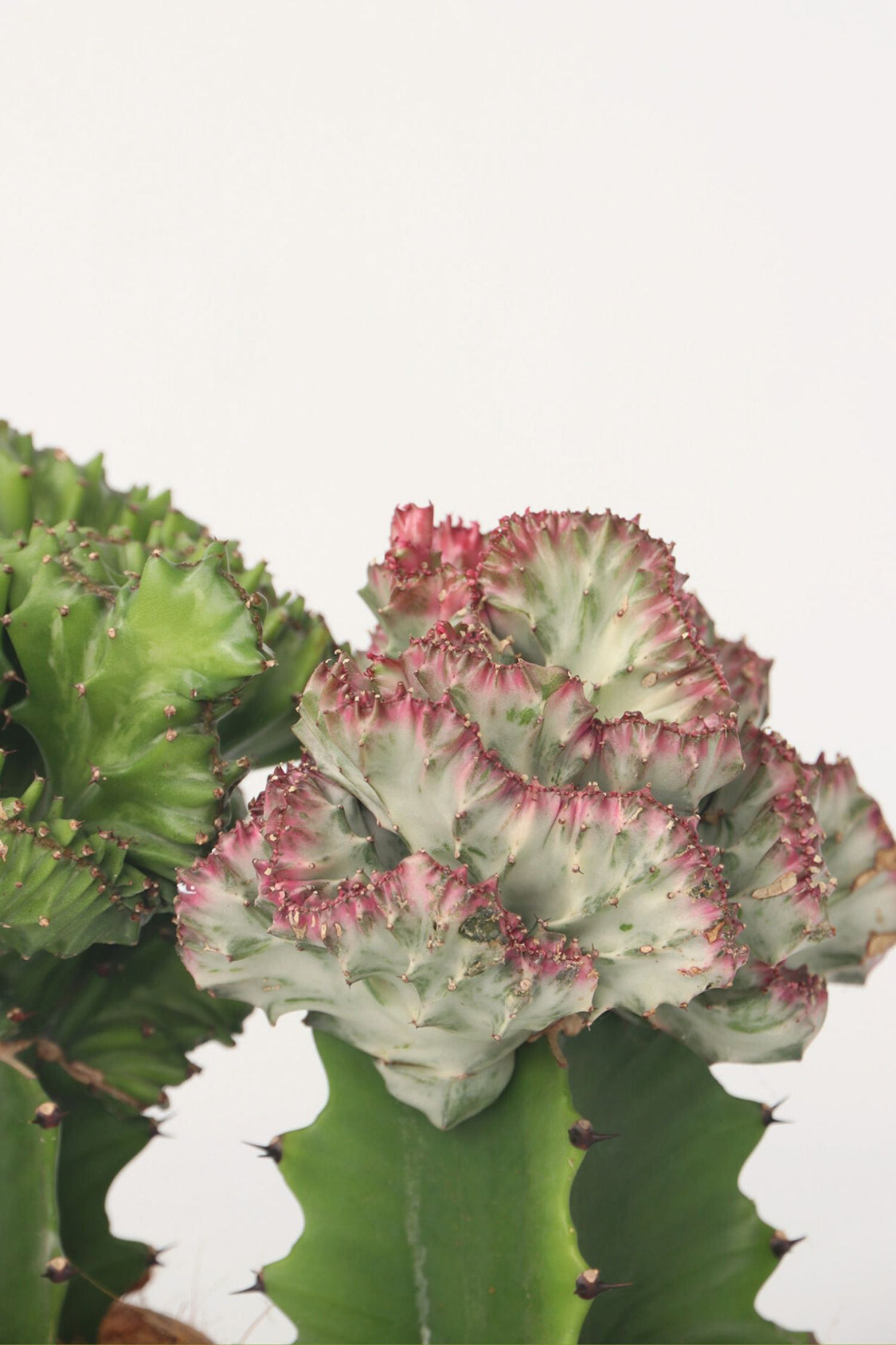Mélange 2 Euphorbia Lactea - Plantes D'Intérieur