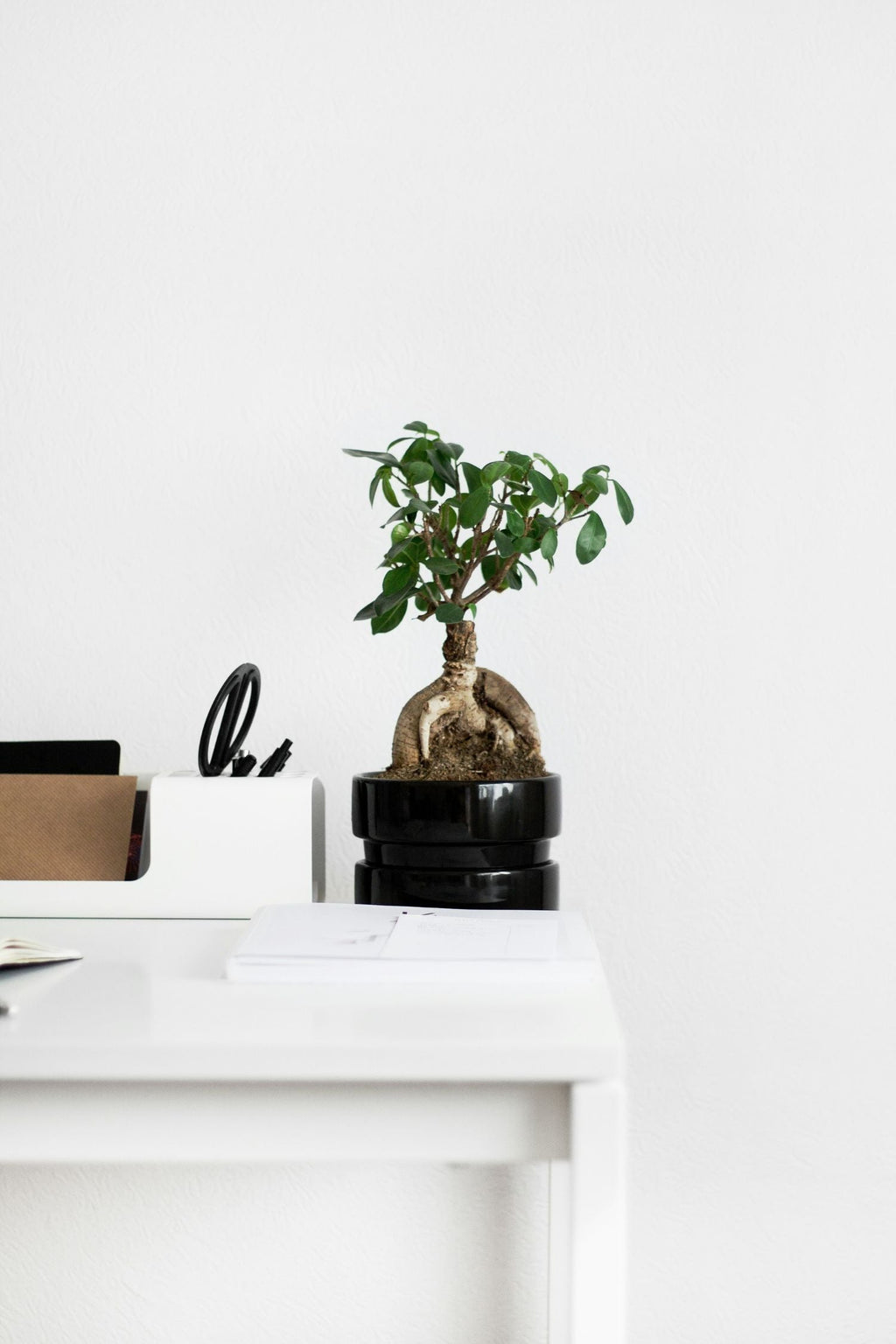 Lot De 2 Ficus Ginseng Bonsaï Japonais – Plante D’Intérieur