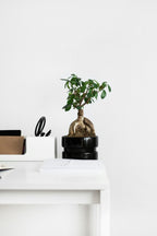 Lot De 2 Ficus Ginseng Bonsaï Japonais – Plante D’Intérieur