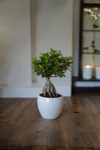 Lot De 2 Ficus Ginseng Bonsaï Japonais – Plante D’Intérieur