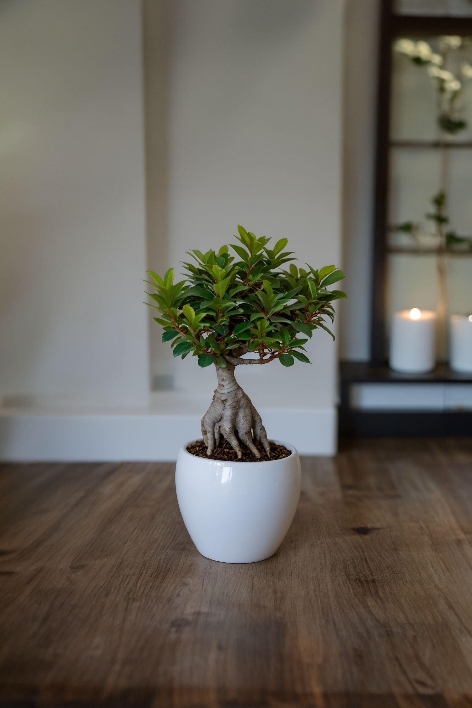 Lot De 2 Ficus Ginseng Bonsaï Japonais – Plante D’Intérieur