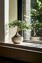 Lot De 2 Ficus Ginseng Bonsaï Japonais – Plante D’Intérieur