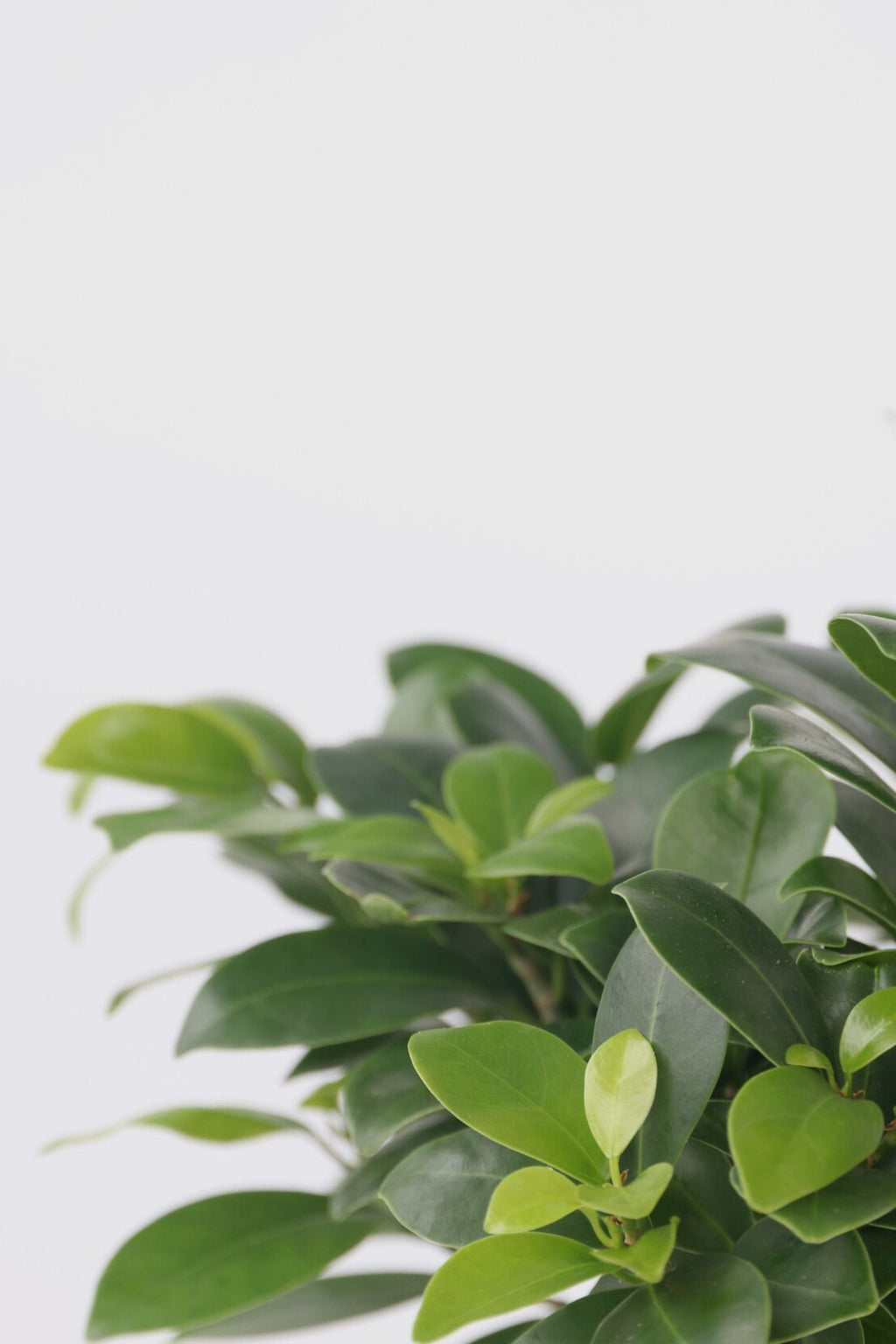 Lot De 2 Ficus Ginseng Bonsaï Japonais – Plante D’Intérieur