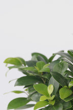 Lot De 2 Ficus Ginseng Bonsaï Japonais – Plante D’Intérieur