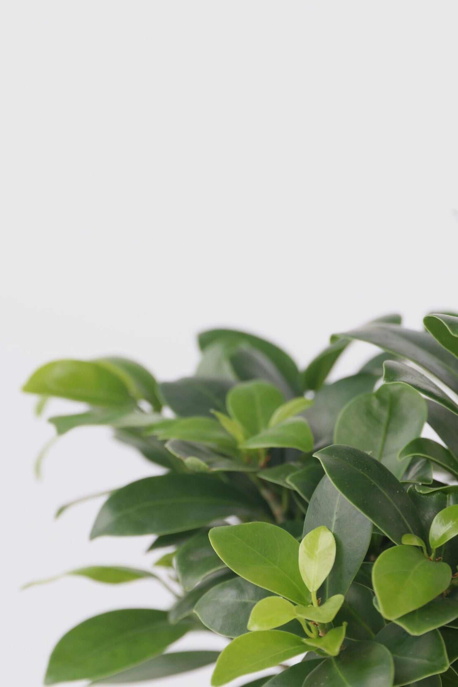 Lot De 2 Ficus Ginseng Bonsaï Japonais – Plante D’Intérieur