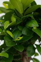 Lot De 2 Ficus Ginseng Bonsaï Japonais – Plante D’Intérieur