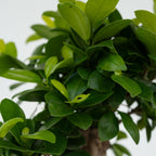 Lot De 2 Ficus Ginseng – Plante D'Intérieur