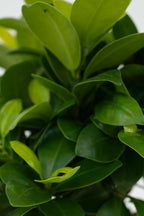 Lot De 2 Ficus Ginseng Bonsaï Japonais – Plante D’Intérieur