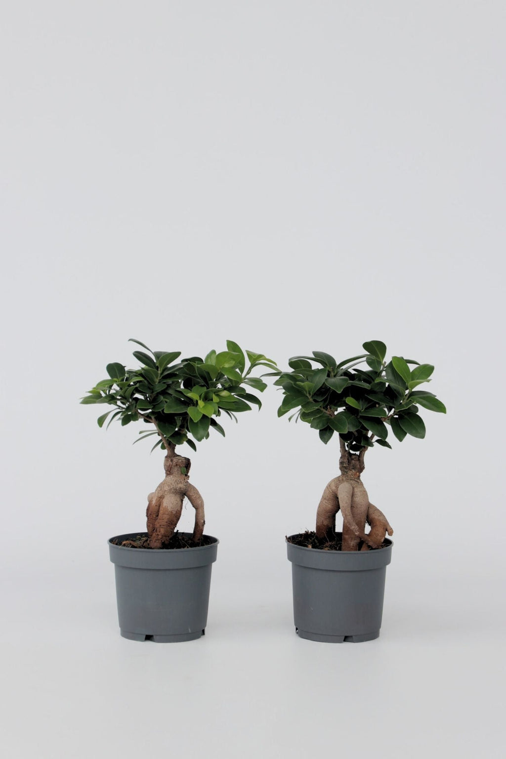 Lot De 2 Ficus Ginseng Bonsaï Japonais – Plante D’Intérieur