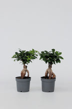 Lot De 2 Ficus Ginseng Bonsaï Japonais – Plante D’Intérieur