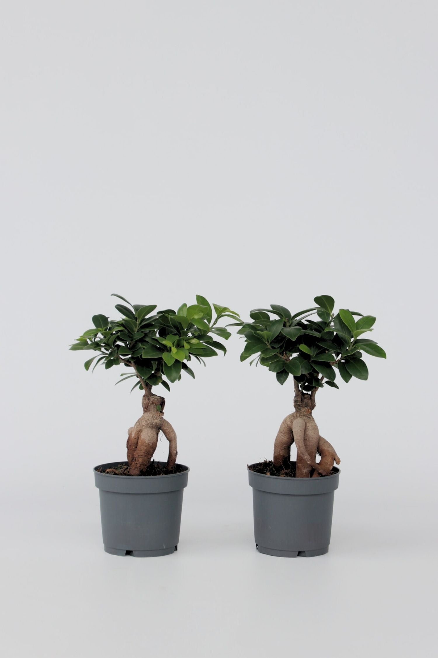 Lot De 2 Ficus Ginseng Bonsaï Japonais – Plante D’Intérieur