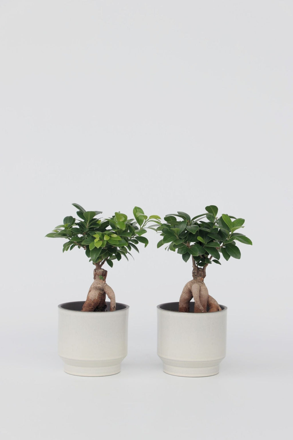 Lot De 2 Ficus Ginseng Bonsaï Japonais – Plante D’Intérieur