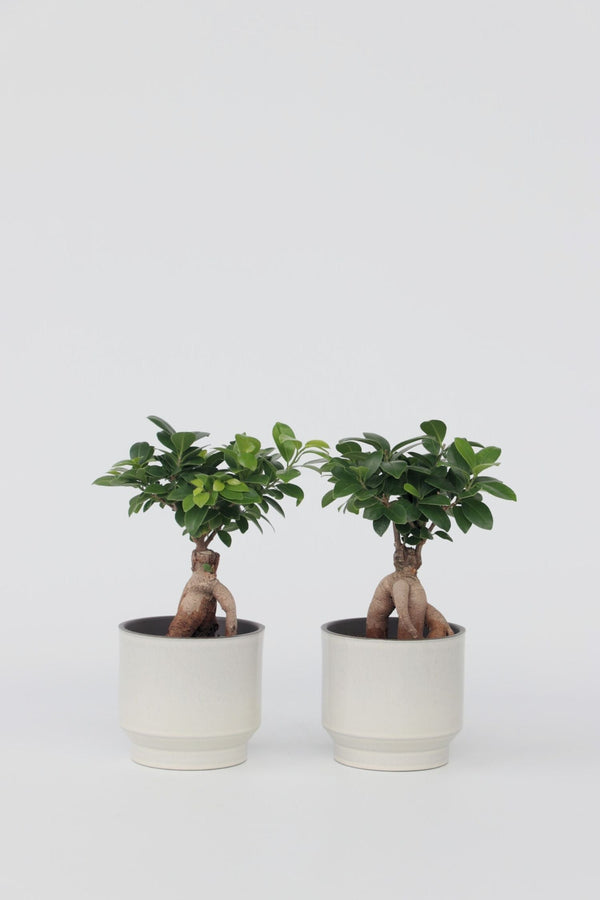 Lot De 2 Ficus Ginseng Bonsaï Japonais – Plante D’Intérieur