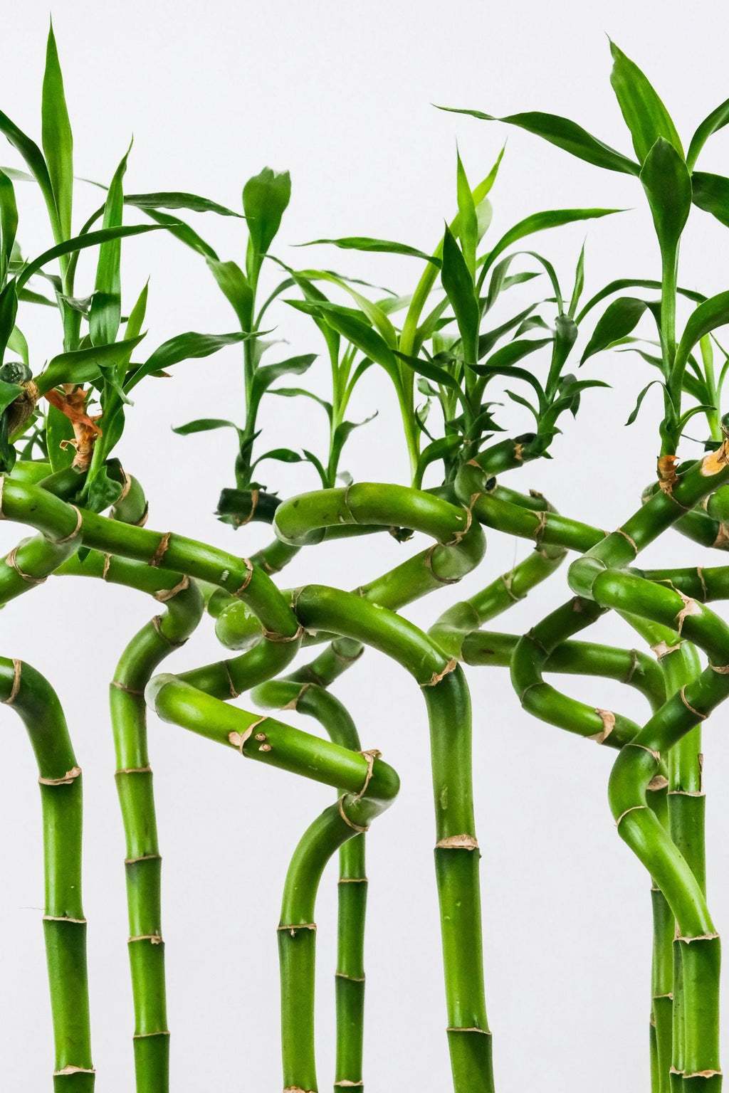 Lot De 6 Tiges De Bambou Porte-Bonheur – Plante D’Intérieur
