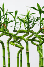 Lot De 6 Tiges De Bambou Porte-Bonheur – Plante D’Intérieur