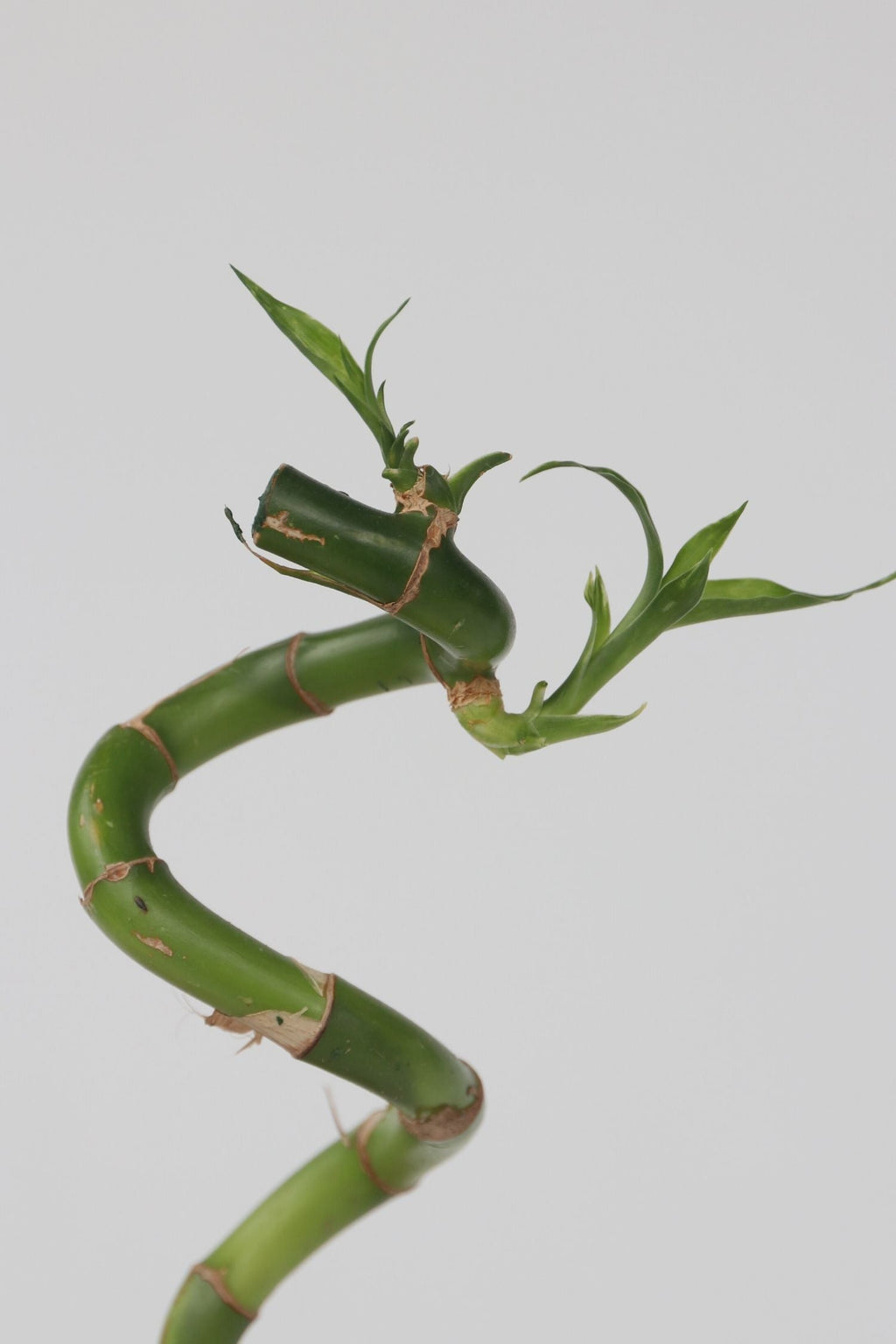Lot De 6 Tiges De Bambou Porte-Bonheur – Plante D’Intérieur