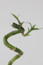 Lot De 6 Tiges De Bambou Porte-Bonheur – Plante D’Intérieur