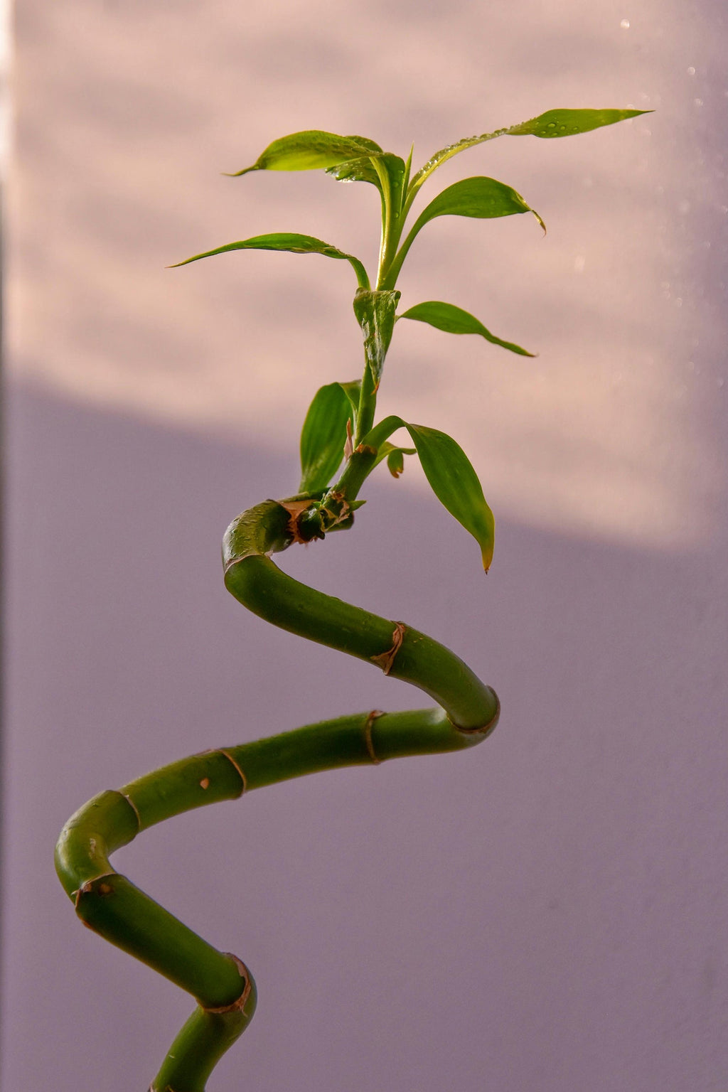 Lot De 6 Tiges De Bambou Porte-Bonheur – Plante D’Intérieur