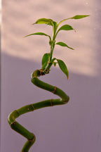 Lot De 6 Tiges De Bambou Porte-Bonheur – Plante D’Intérieur
