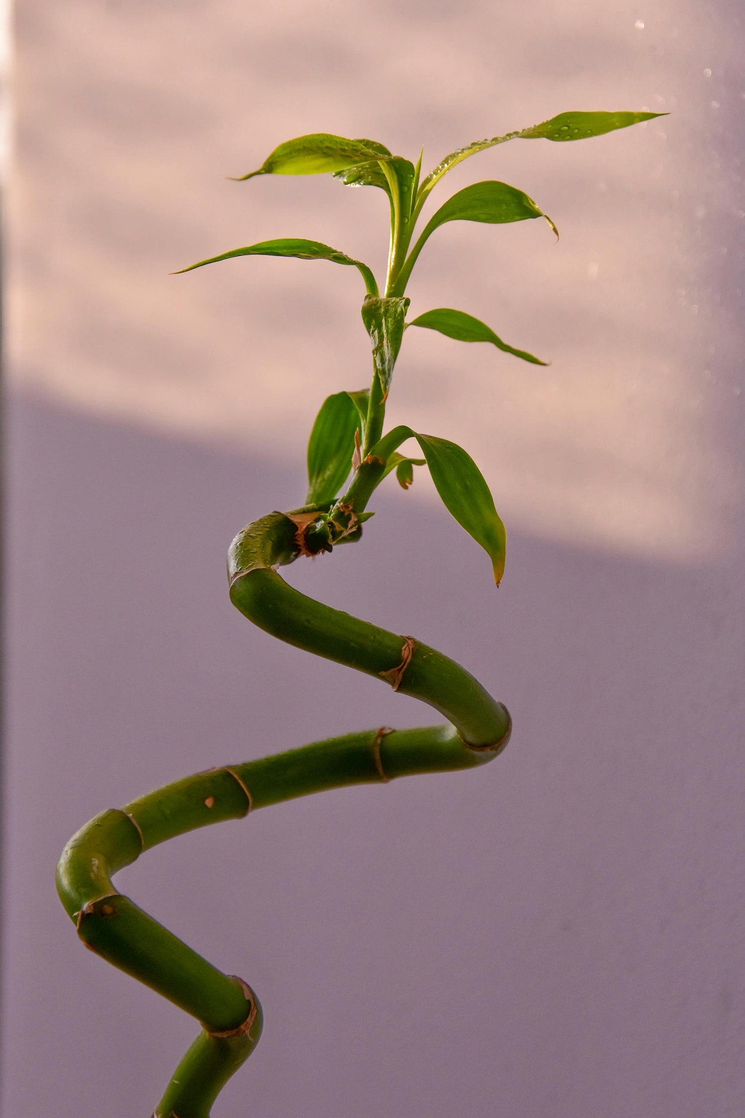 Lot De 6 Tiges De Bambou Porte-Bonheur – Plante D’Intérieur