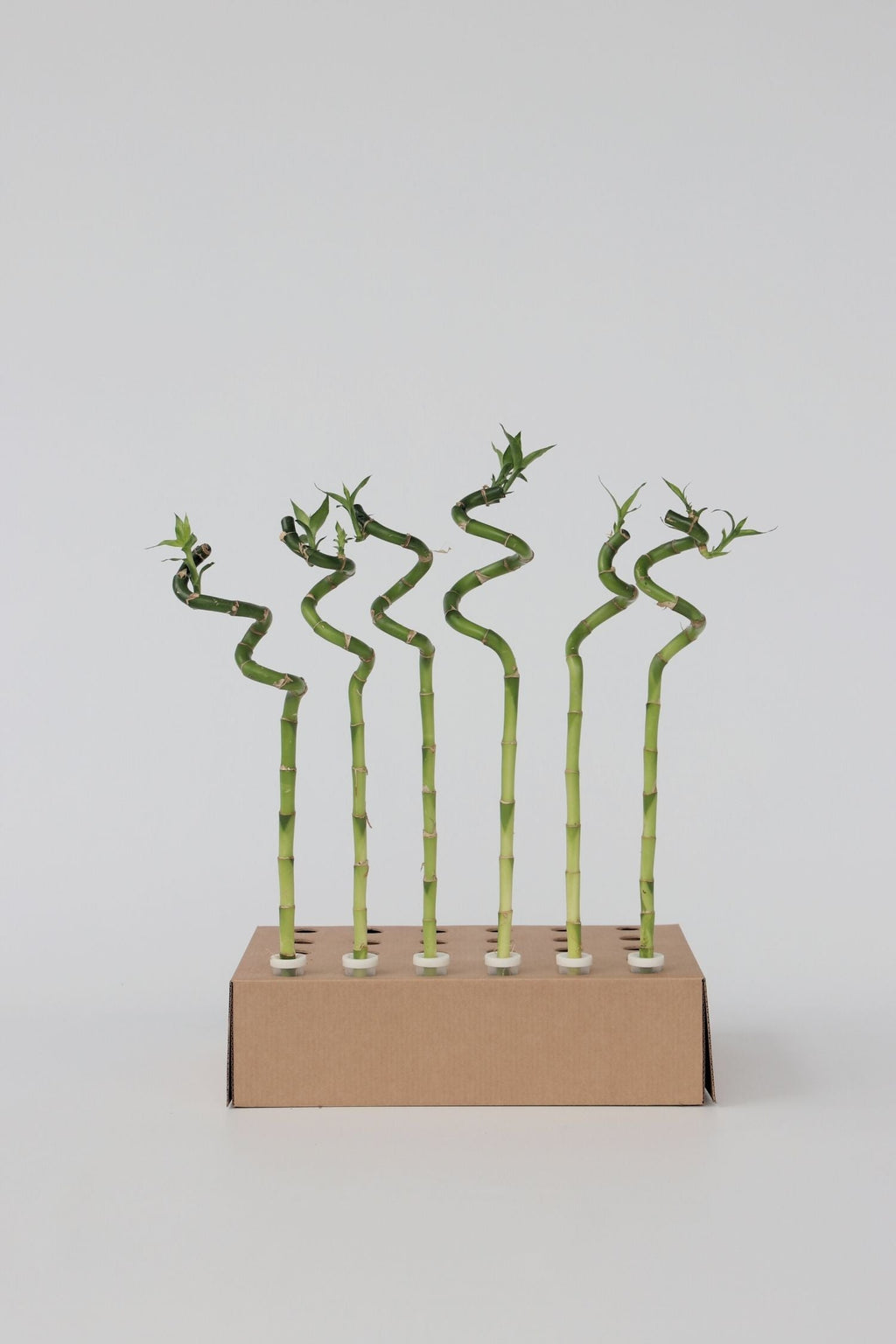 Lot De 6 Tiges De Bambou Porte-Bonheur – Plante D’Intérieur