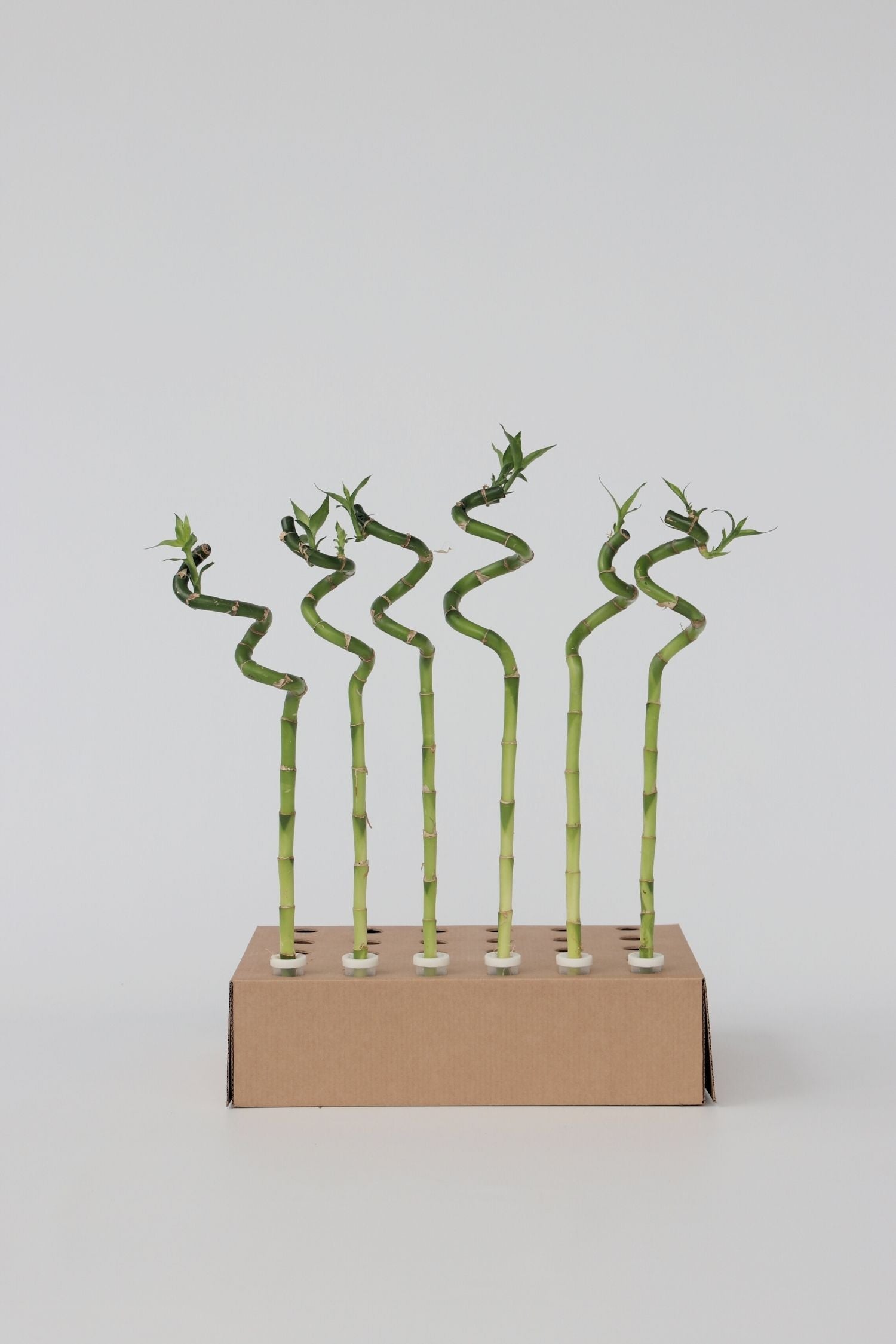 Lot De 6 Tiges De Bambou Porte-Bonheur – Plante D’Intérieur