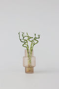 Lot De 6 Tiges De Bambou Porte-Bonheur – Plante D’Intérieur