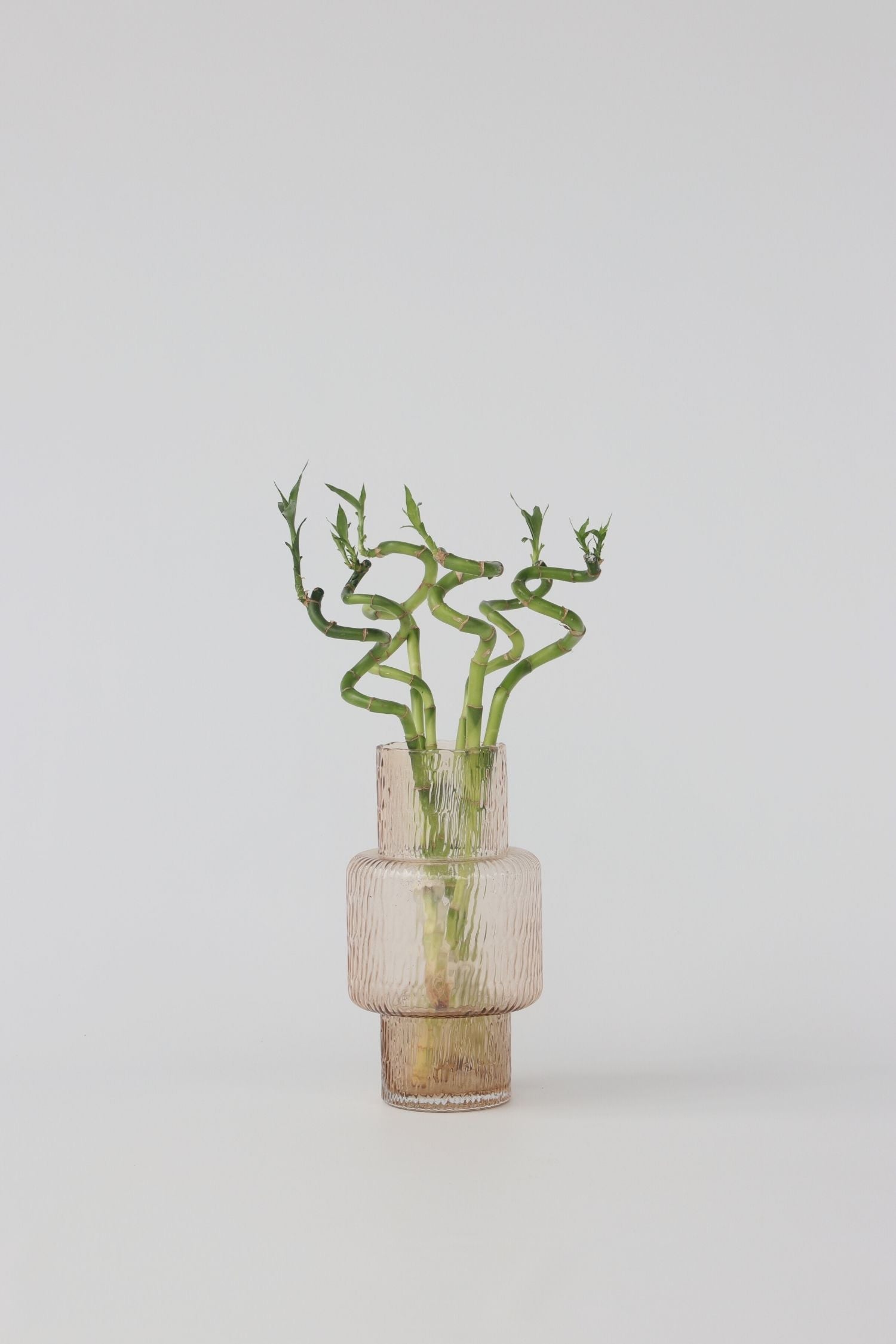 Lot De 6 Tiges De Bambou Porte-Bonheur – Plante D’Intérieur