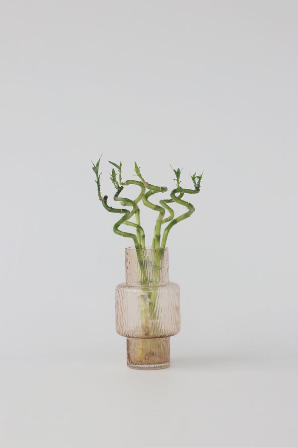 Lot De 6 Tiges De Bambou Porte-Bonheur – Plante D’Intérieur