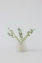 Lot De 6 Tiges De Bambou Porte-Bonheur – Plante D’Intérieur