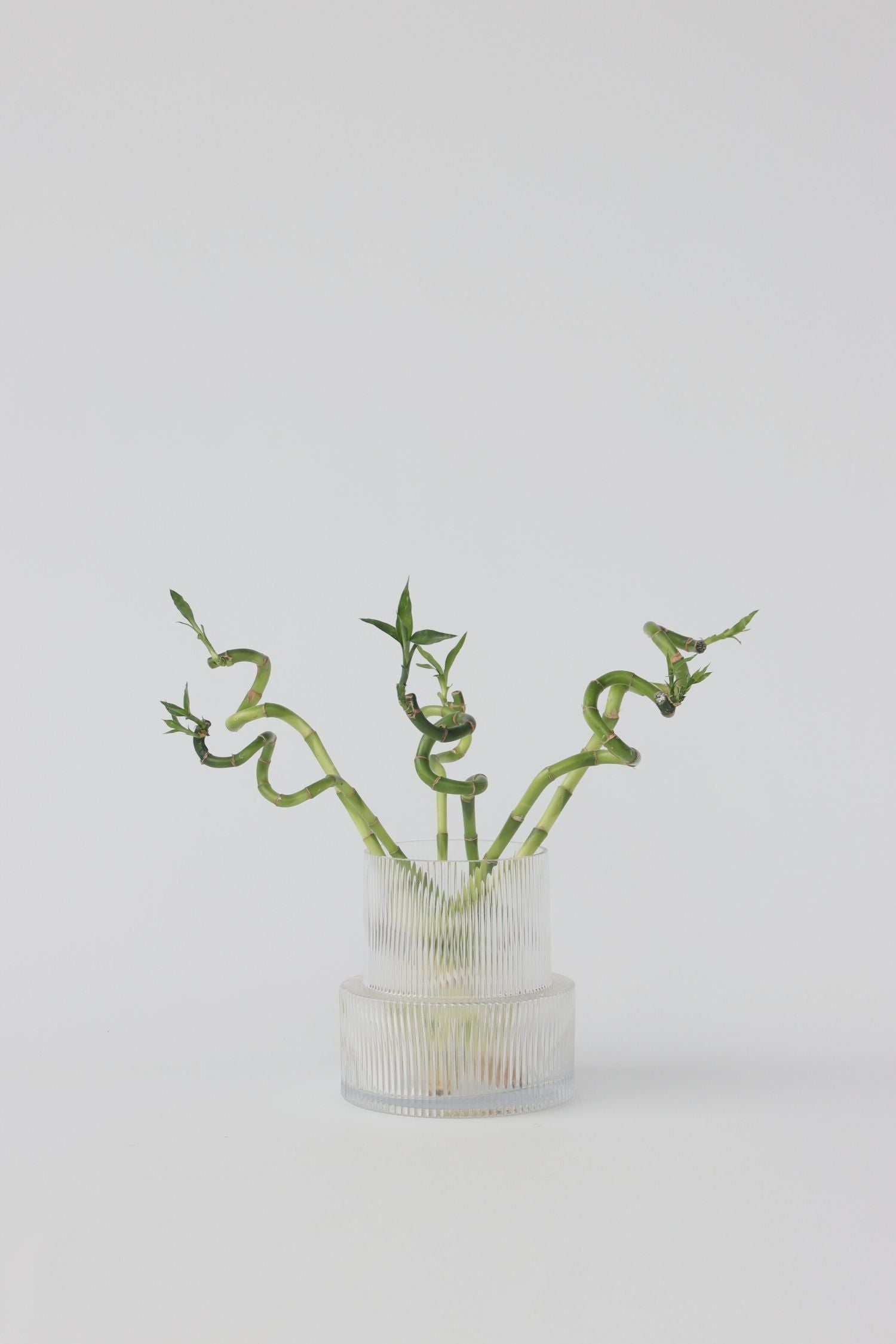 Lot De 6 Tiges De Bambou Porte-Bonheur – Plante D’Intérieur