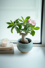 Lot De 2 Adenium « Rose Du Désert » – Plante D’Intérieur