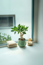Lot De 2 Adenium « Rose Du Désert » – Plante D’Intérieur