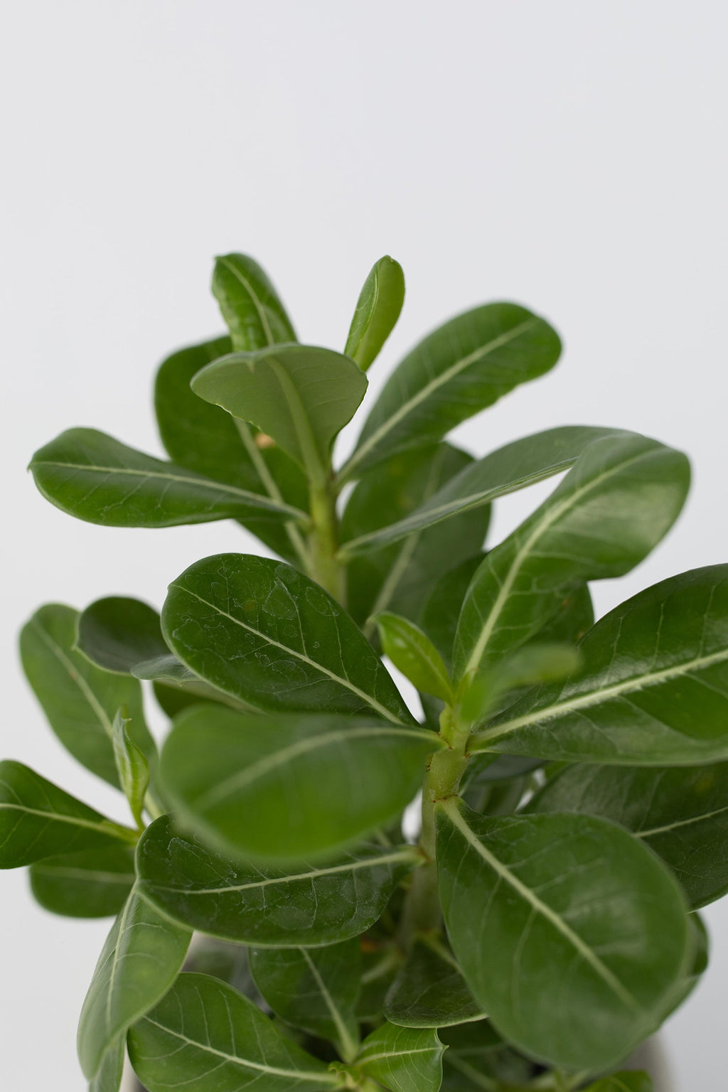 Lot De 2 Adenium « Rose Du Désert » – Plante D’Intérieur