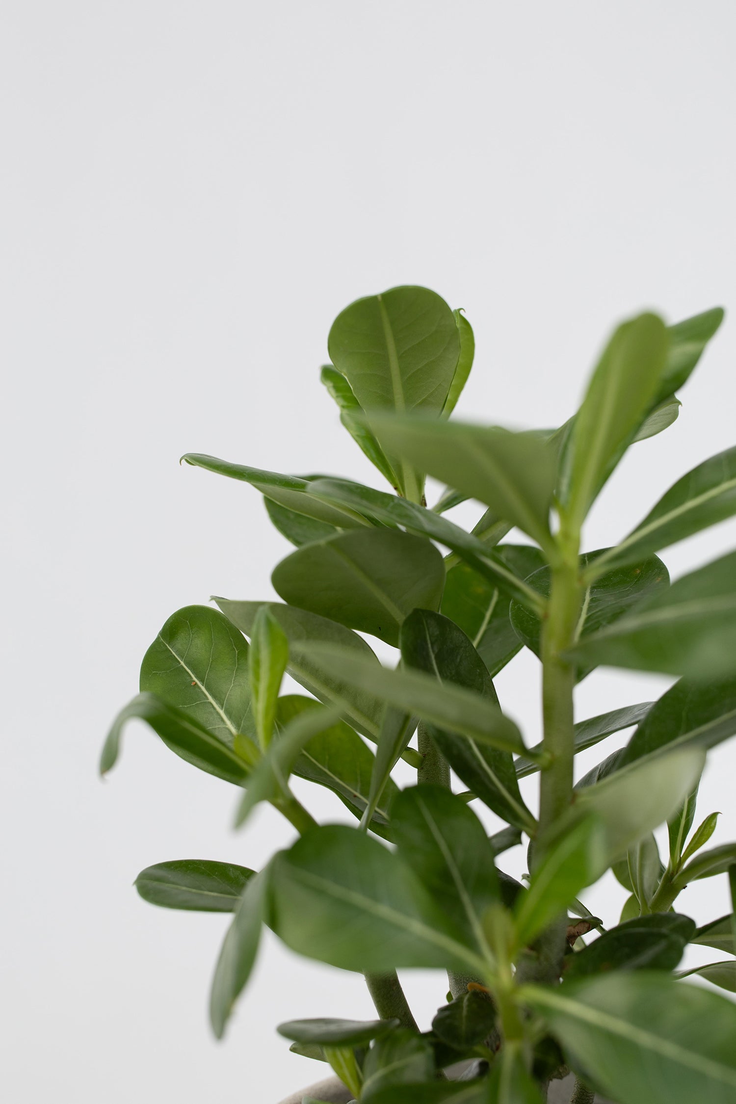 Lot De 2 Adenium « Rose Du Désert » – Plante D’Intérieur