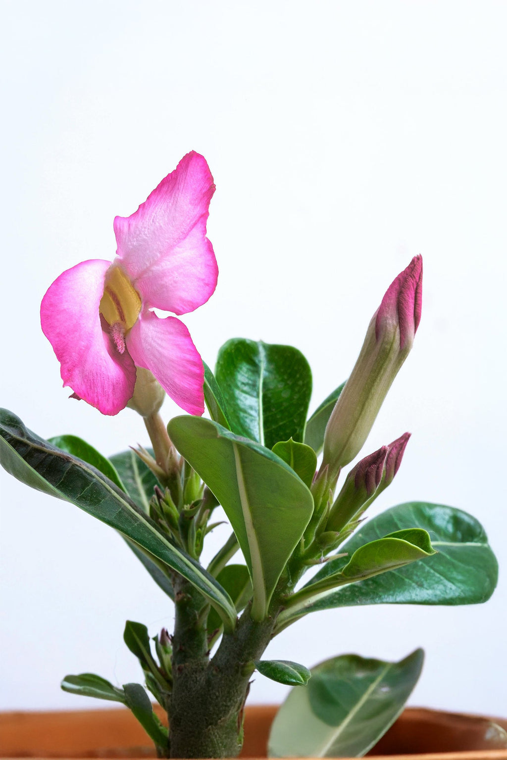 Lot De 2 Adenium « Rose Du Désert » – Plante D’Intérieur