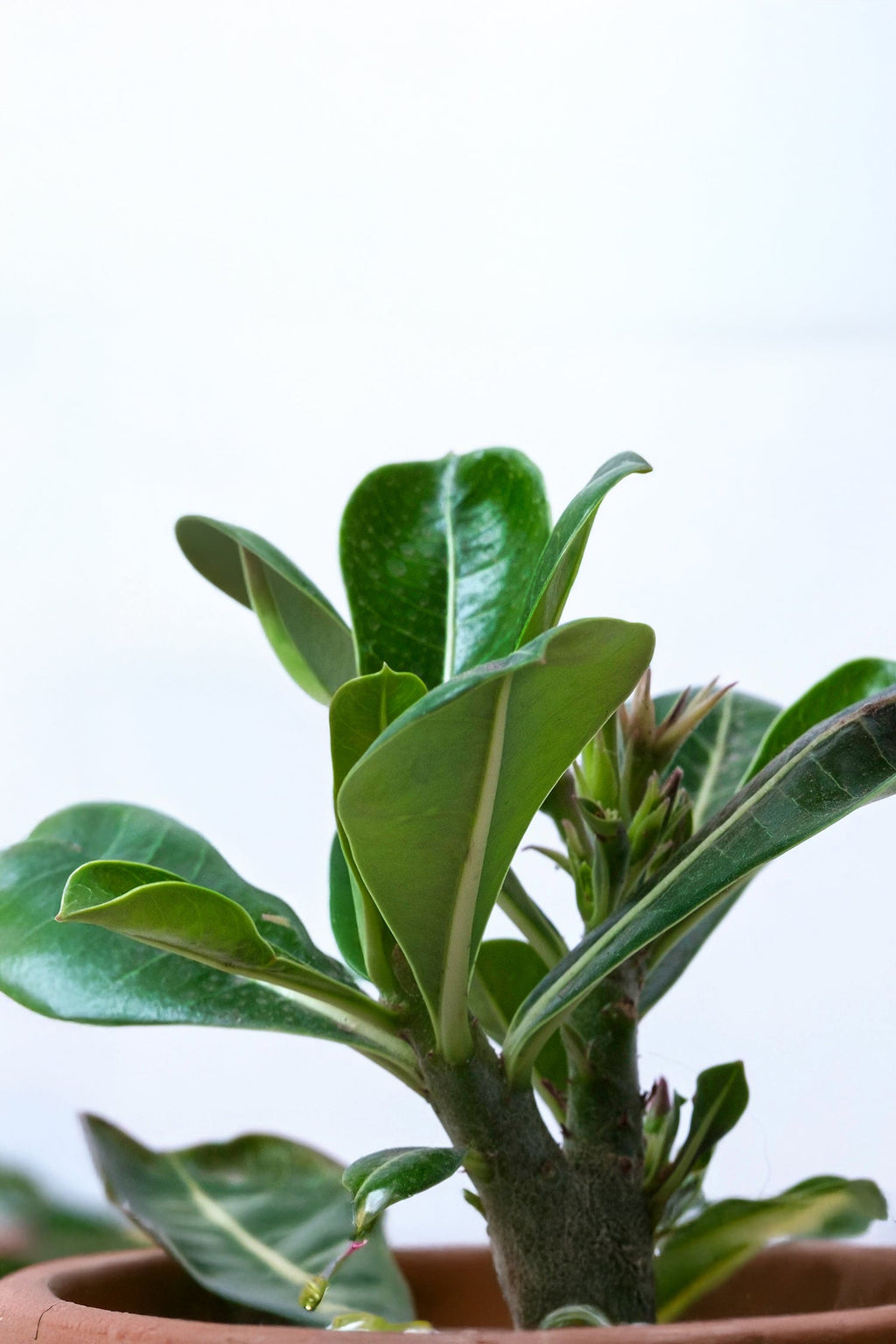Lot De 2 Adenium « Rose Du Désert » – Plante D’Intérieur
